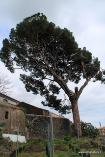 Pini masseria Cosentini